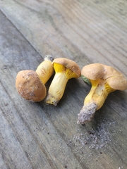 Phylloporus leucomycelinus