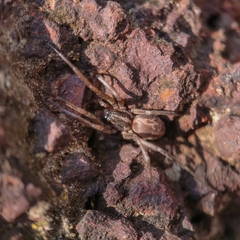 Xeropigo