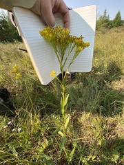 Solidago ohioensis