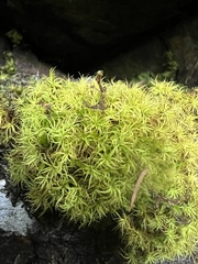 Tortella tortuosa