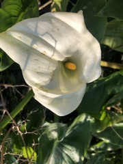Zantedeschia