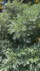 Artemisia absinthium
