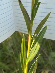 Solidago ohioensis
