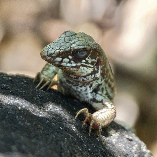 Cape Region Whiptail