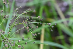 Scirpus microcarpus