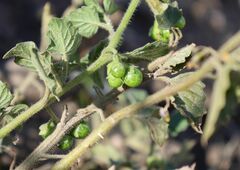 Solanum physalifolium nitidibaccatum