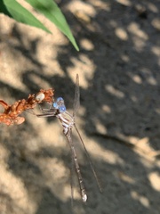 Archilestes