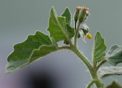 Solanum physalifolium nitidibaccatum