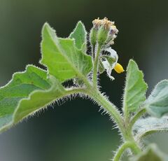 Solanum physalifolium nitidibaccatum