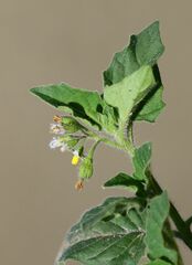 Solanum physalifolium nitidibaccatum