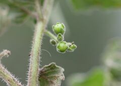 Solanum physalifolium nitidibaccatum