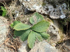 Fragaria