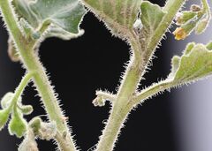 Solanum physalifolium nitidibaccatum