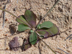 Gymnodiscus capillaris