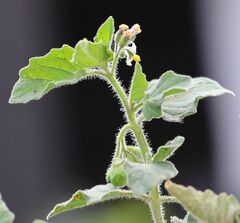 Solanum physalifolium nitidibaccatum