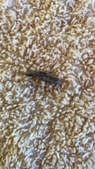 Elaphidion mucronatum