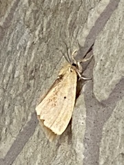 Kuromondokuga niphonis