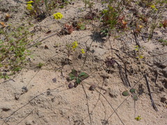 Gymnodiscus capillaris