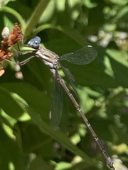 Archilestes