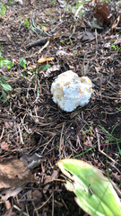 Hypomyces chrysospermus