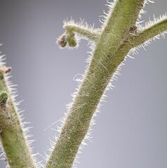 Solanum physalifolium nitidibaccatum