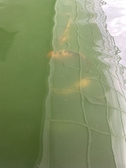 Cyprinus rubrofuscus