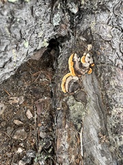 Fomitopsis mounceae