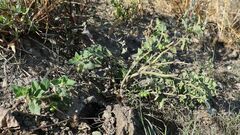 Solanum physalifolium nitidibaccatum