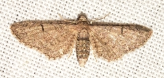 Eupithecia ultimaria