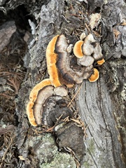 Fomitopsis mounceae