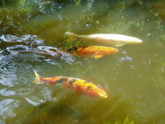 Cyprinus rubrofuscus