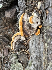 Fomitopsis mounceae