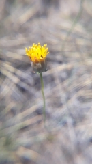 Thelesperma megapotamicum