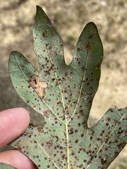 Neuroterus tantulus