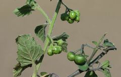 Solanum physalifolium nitidibaccatum
