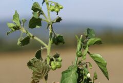 Solanum physalifolium nitidibaccatum