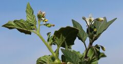 Solanum physalifolium nitidibaccatum