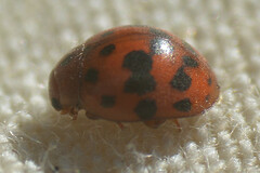 Subcoccinella vigintiquatuorpunctata