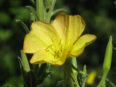 Oenothera elata hookeri