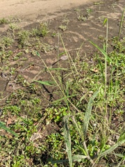 Panicum philadelphicum philadelphicum