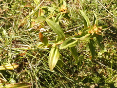 Gentiana cruciata cruciata
