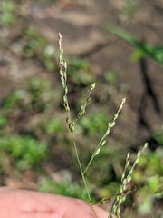 Panicum philadelphicum philadelphicum