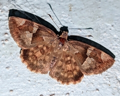 Sarangesa phidyle