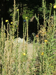 Oenothera elata hookeri