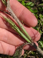 Panicum philadelphicum philadelphicum