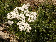 Achillea