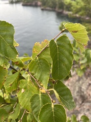 Betula cordifolia