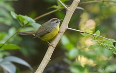 Basileuterus culicivorus