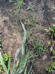 Panicum philadelphicum philadelphicum