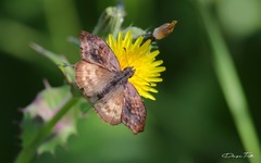 Theagenes dichrous
